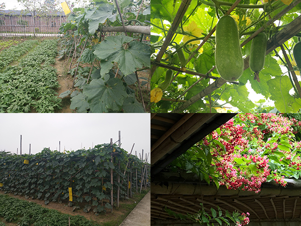 瑞泰風(fēng)工業(yè)大型風(fēng)扇廠家五四游 瑞泰風(fēng)工業(yè)大型風(fēng)扇廠家五四游